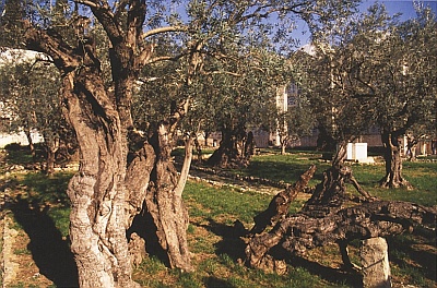 Ölbäume in Getsemane