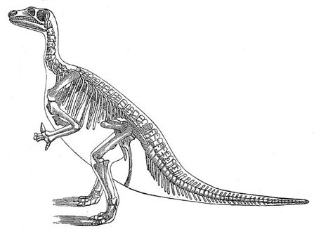 Iguanodon common.wikimedia